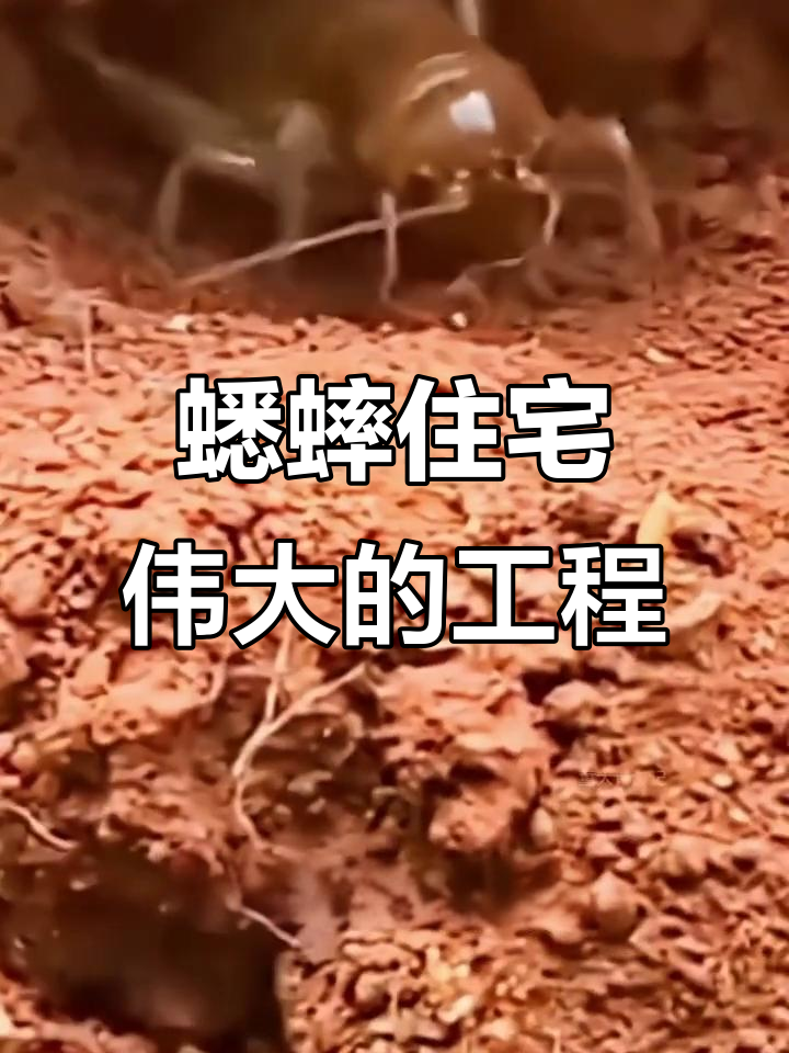 蟋蟀的住宅为何被称为伟大工程?揭秘其设计精巧与建造过程