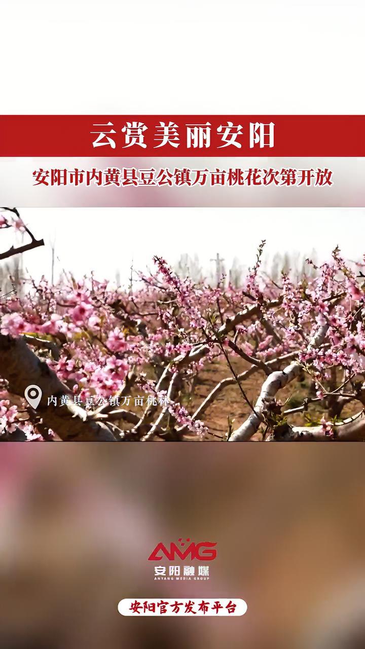 内黄桃花图片