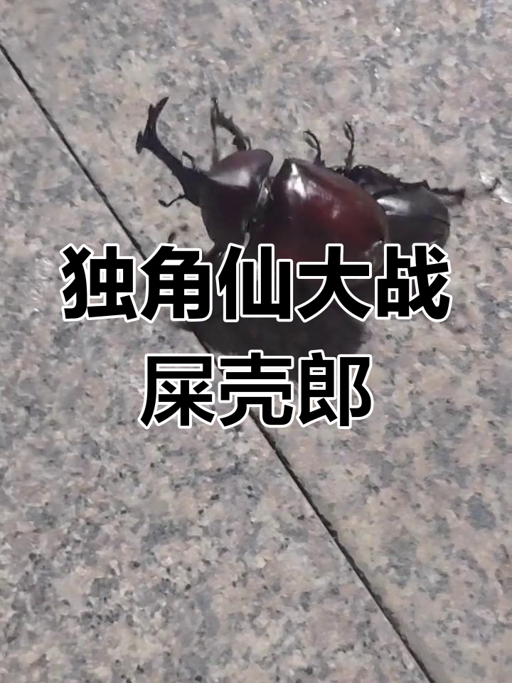 独角仙与屎壳郎的意外对决