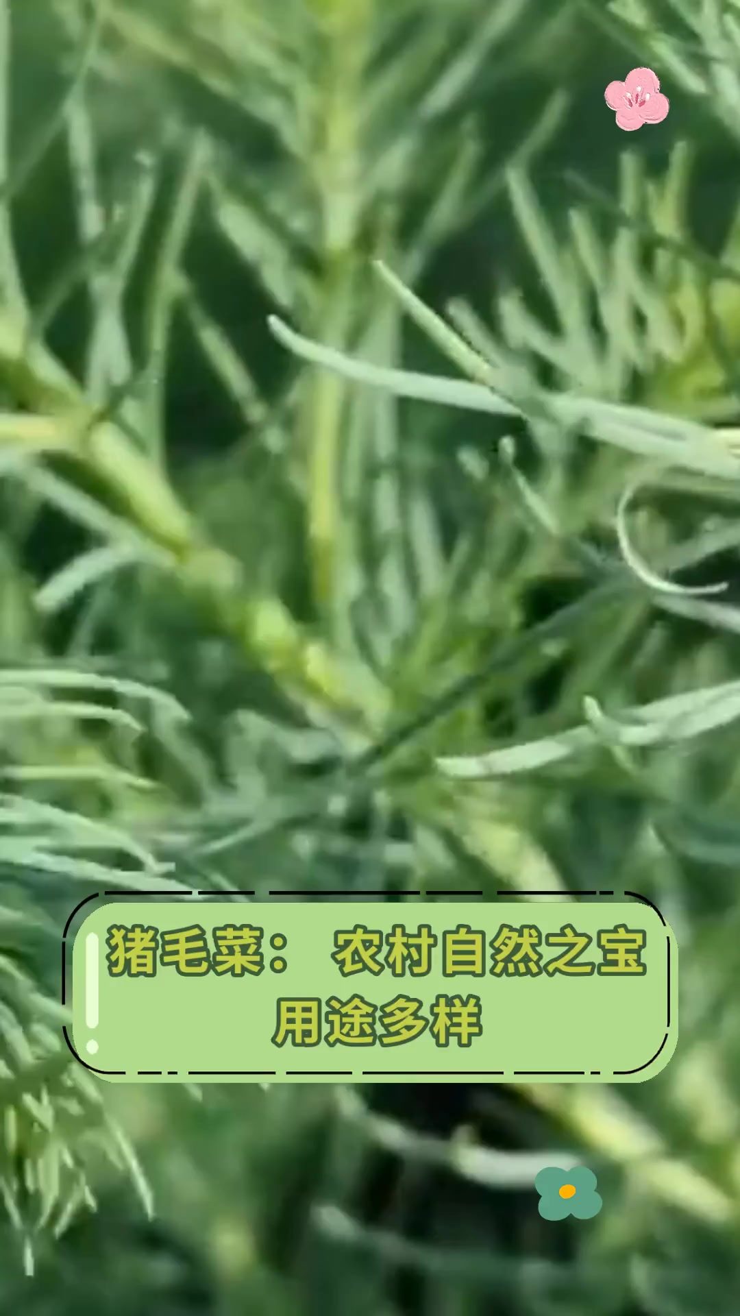 猪毛菜:农村自然之宝,用途多样