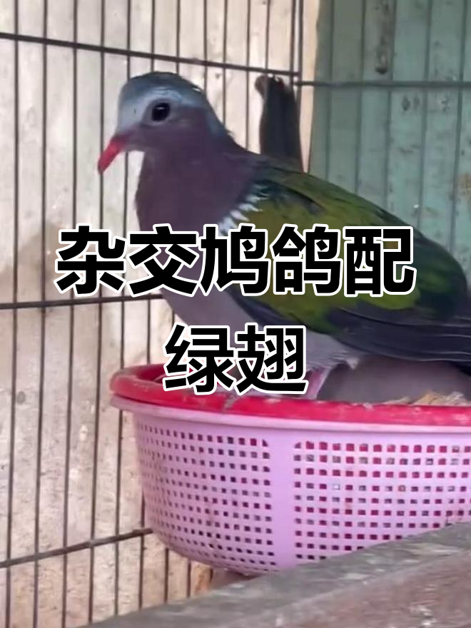 杂交鸠鸽与绿翅金鸠的奇妙配对