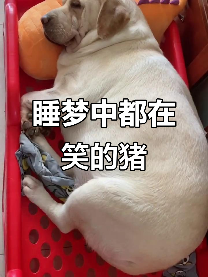 这只猪睡觉竟然在微笑,太可爱了!