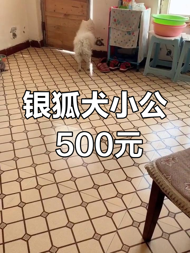 本地银狐犬小公