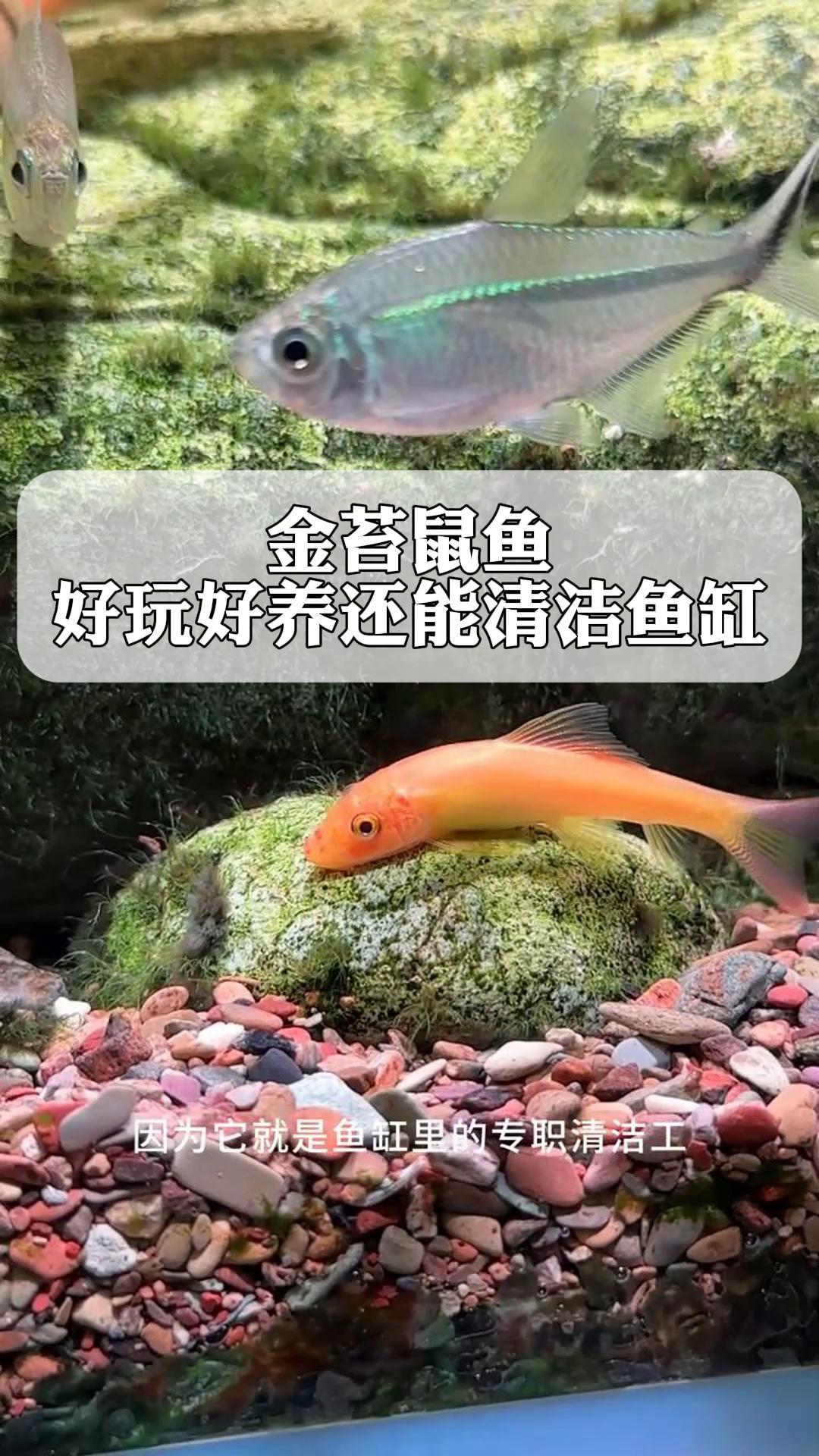 致命的金苔鼠鱼图片