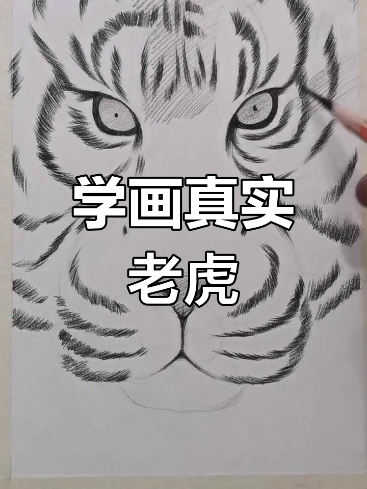 东北虎怎么画简单图片