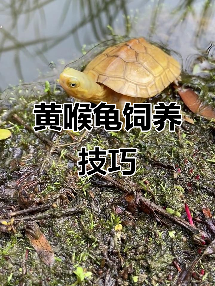 安徽黄喉龟,纯种三黄小青龟的魅力与养护