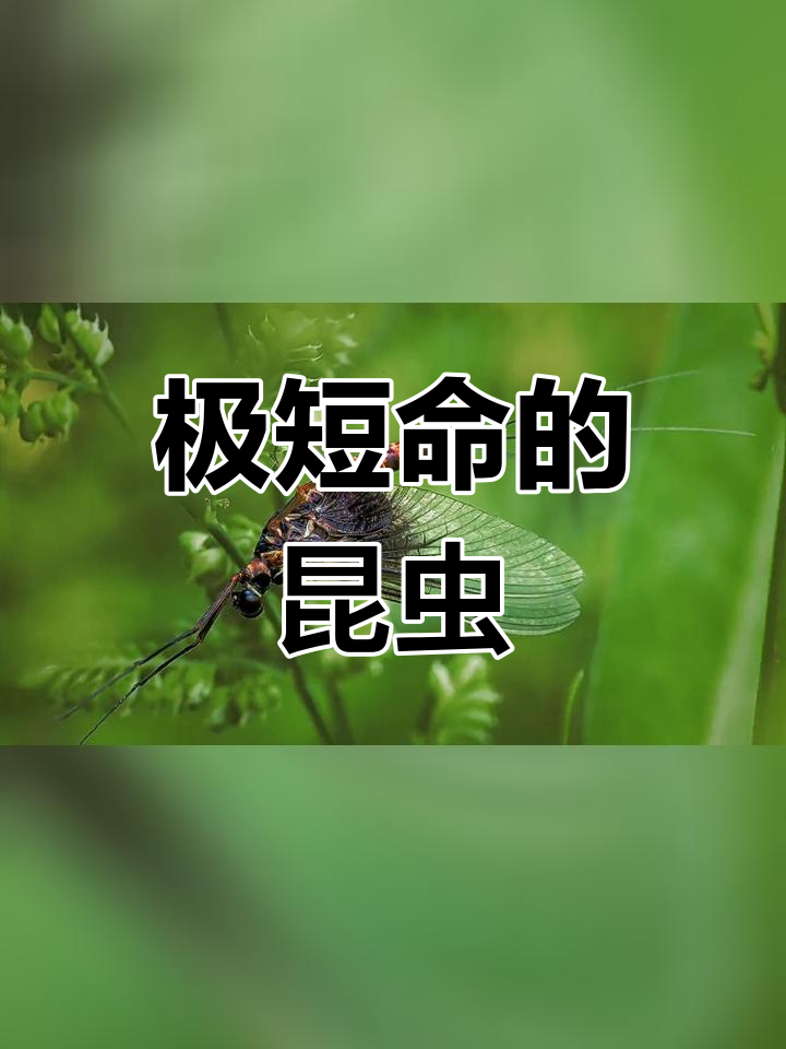 蜉蝣幼虫钓鱼图片