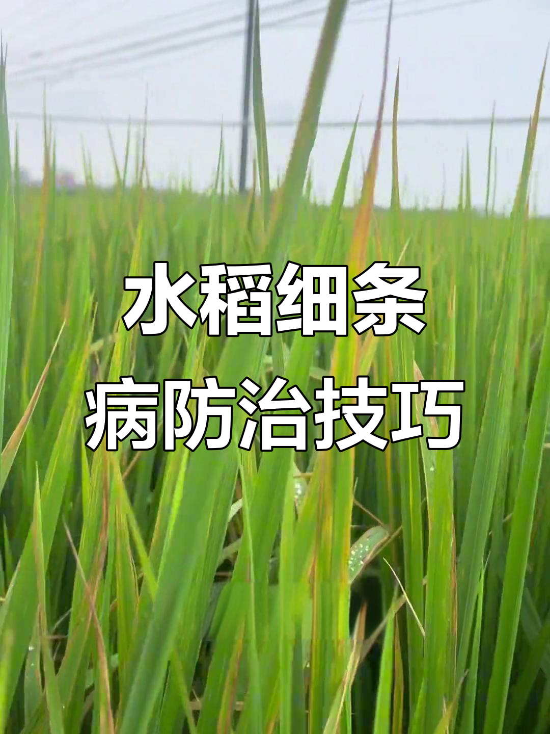 水稻细条病防治全攻略,选对药事半功倍