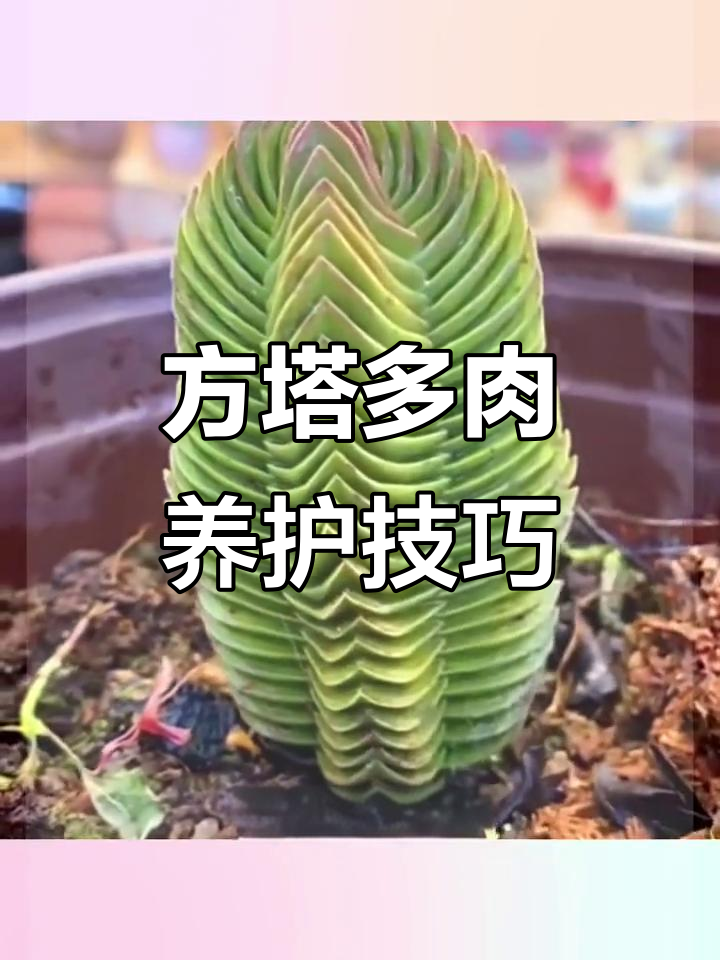 方塔多肉植物:独特宝塔造型,耐寒易养,阳台绿植新选择