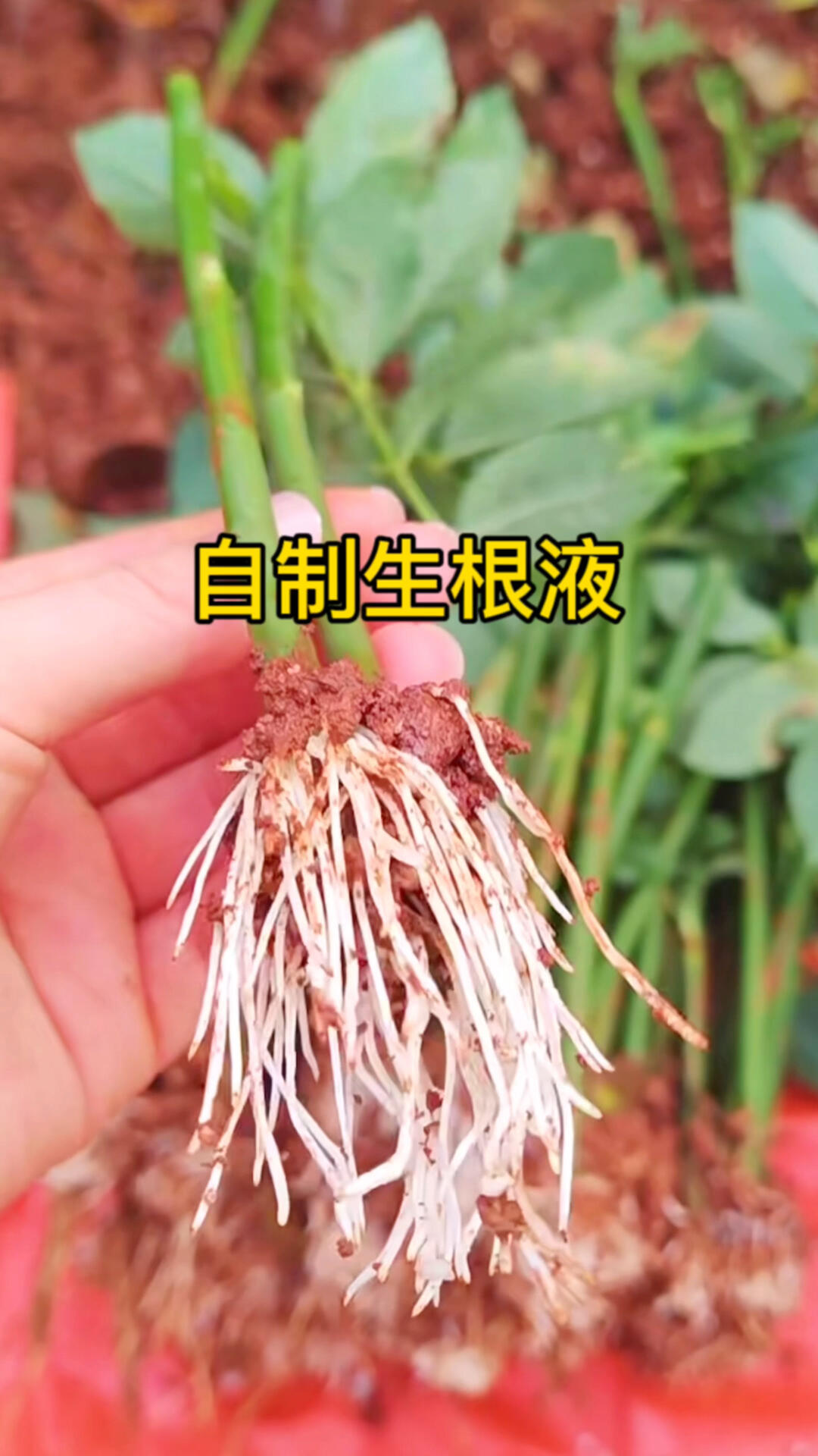 简单几步就能自制生根水