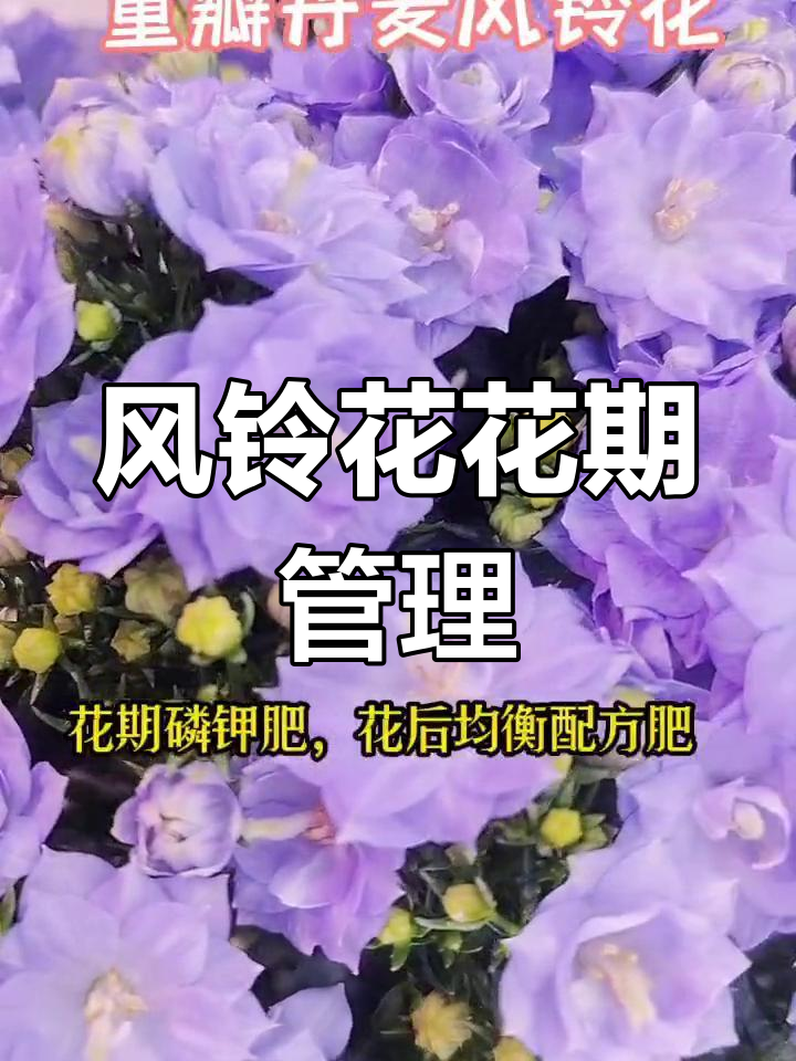 丹麦风铃花修剪方法图片