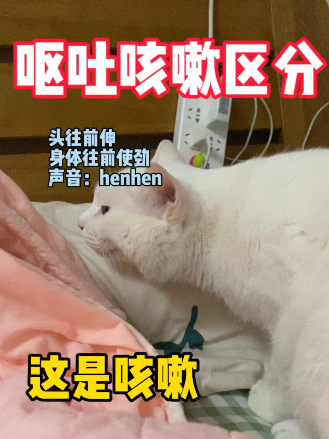 近期天冷很多猫有这个表现71是咳嗽