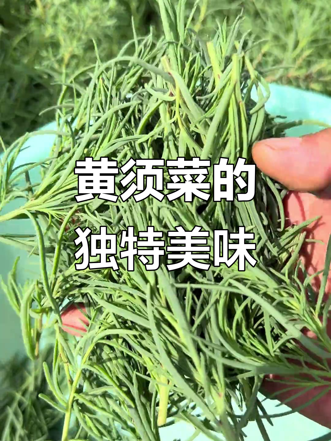 山东滨州盐碱地特产黄须菜,口感鲜美让人停不下来