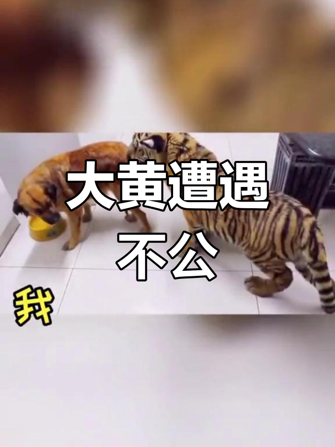 虎哥来了,大黄被欺负