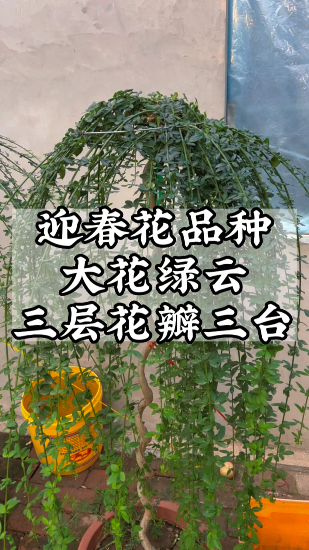 大花迎春花图片