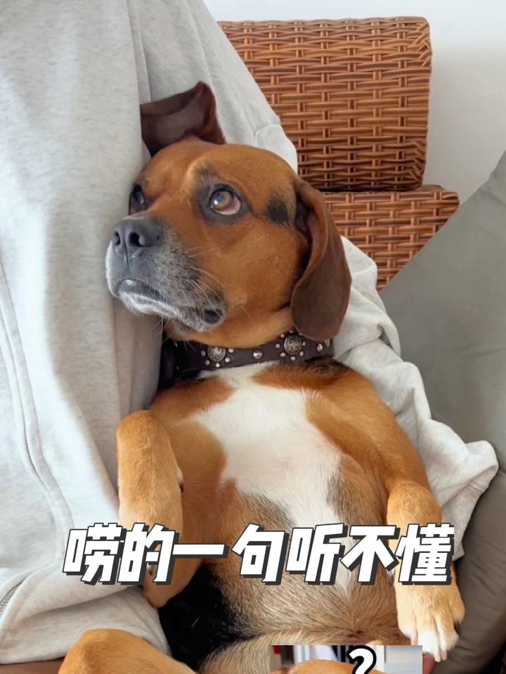 莫名其妙挨了个嘴巴子妈宝狗