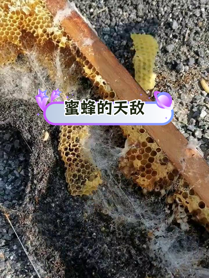 棉虫对蜜蜂的危害