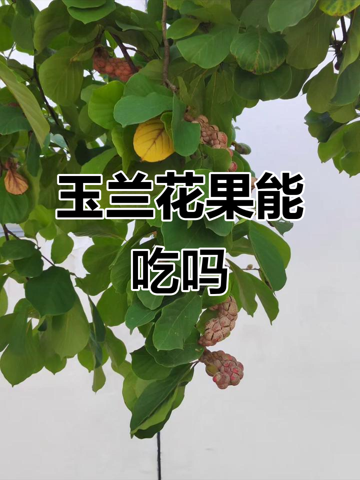 玉兰花的果子能吃吗?看看这个就知道了