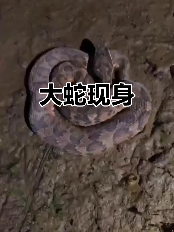这么大一条蛇,真是罕见!湖南叫它土皮蛊,你们知道吗?