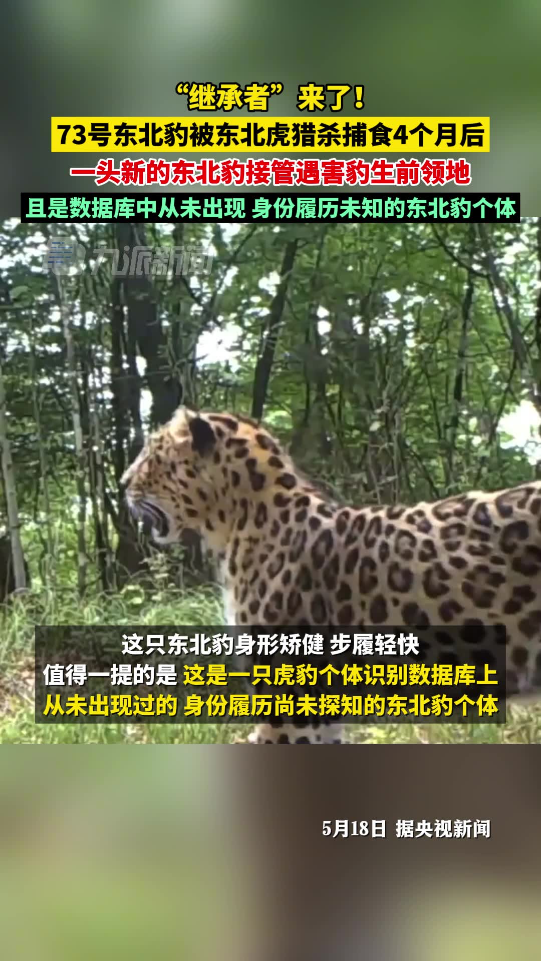 被猎杀的73号东北豹领地继承者来了,是数据库中从未出现,身份履历未知
