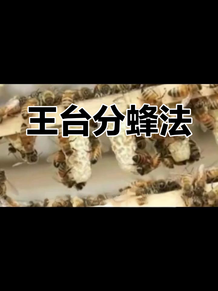 人工分蜂技巧:利用王台远距离分群,一箱变多箱
