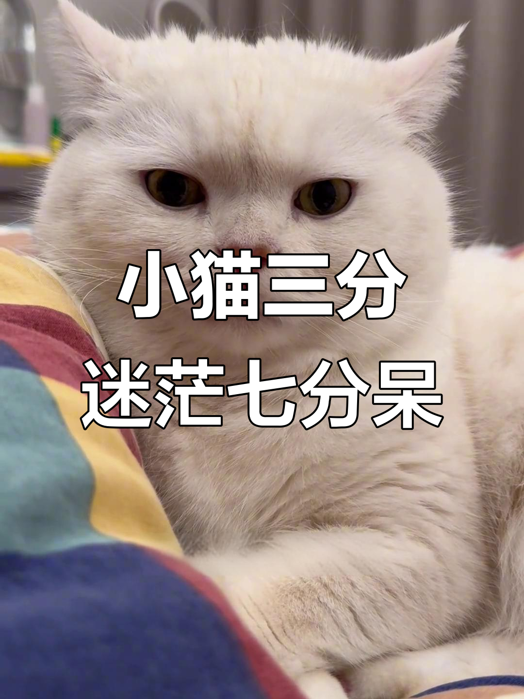 猫咪心思全写在脸上,迷茫又呆滞的表情太可爱了