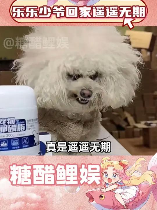 乐乐狗表情包图片