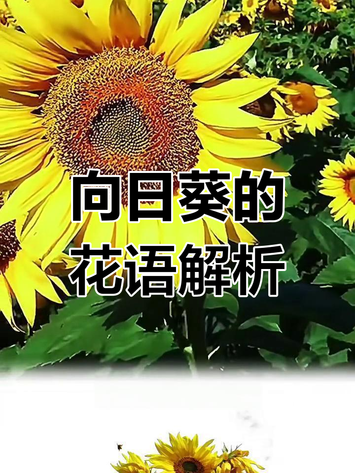 向日葵花语:沉默的爱与永恒的承诺