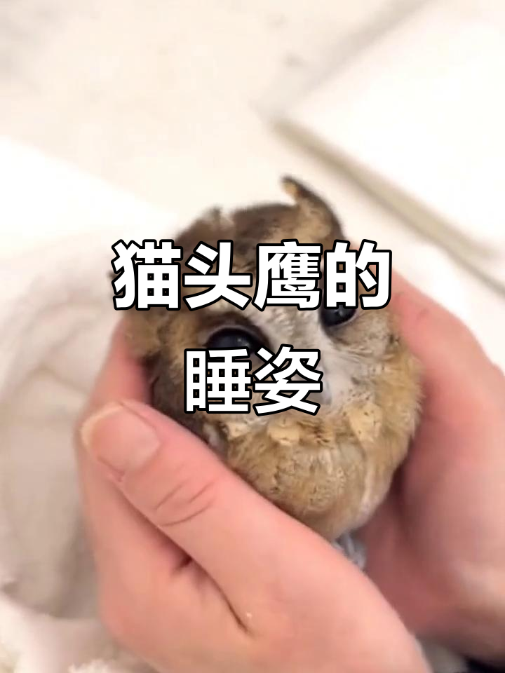 猫头鹰睡觉竟然仰卧,真有趣!