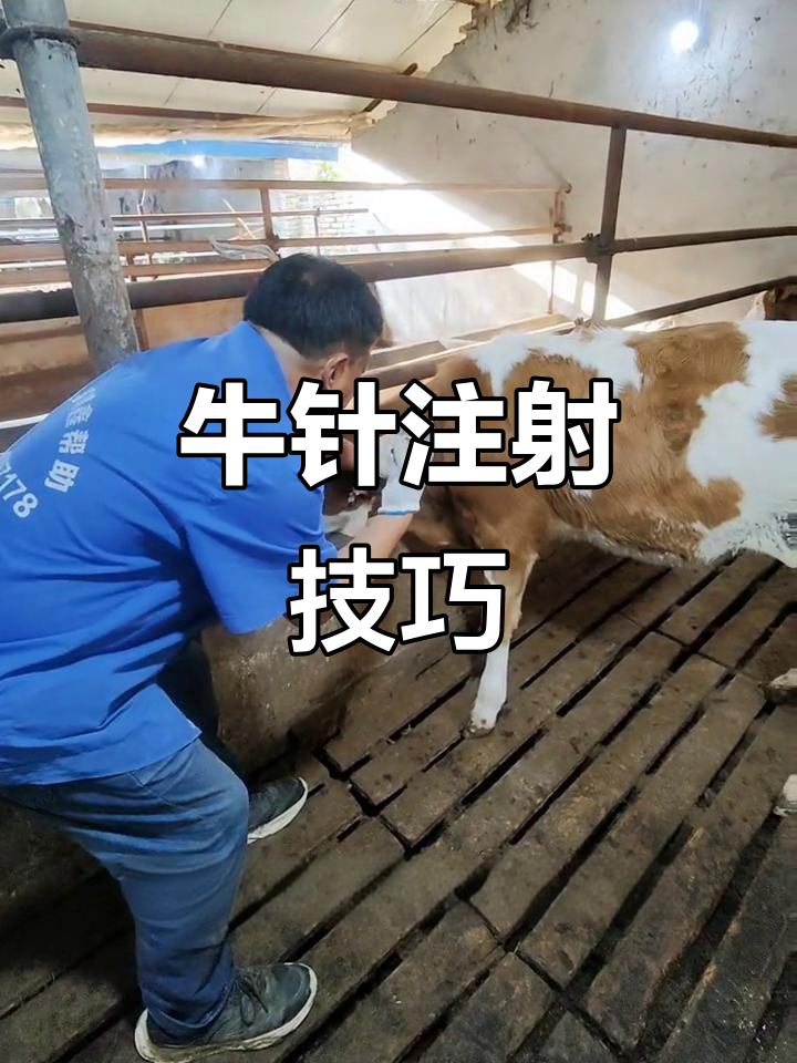 给牛打针的正确技巧,轻松掌握!