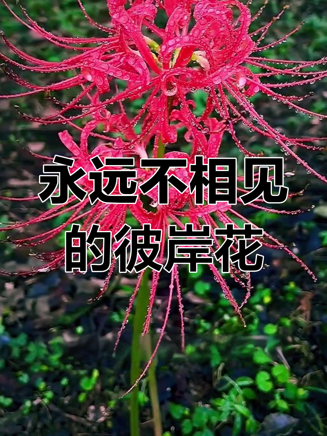 彼岸花:花开不见叶,生生世世的诅咒