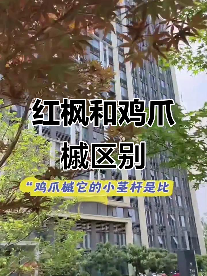 鸡爪槭和红枫的区别是什么