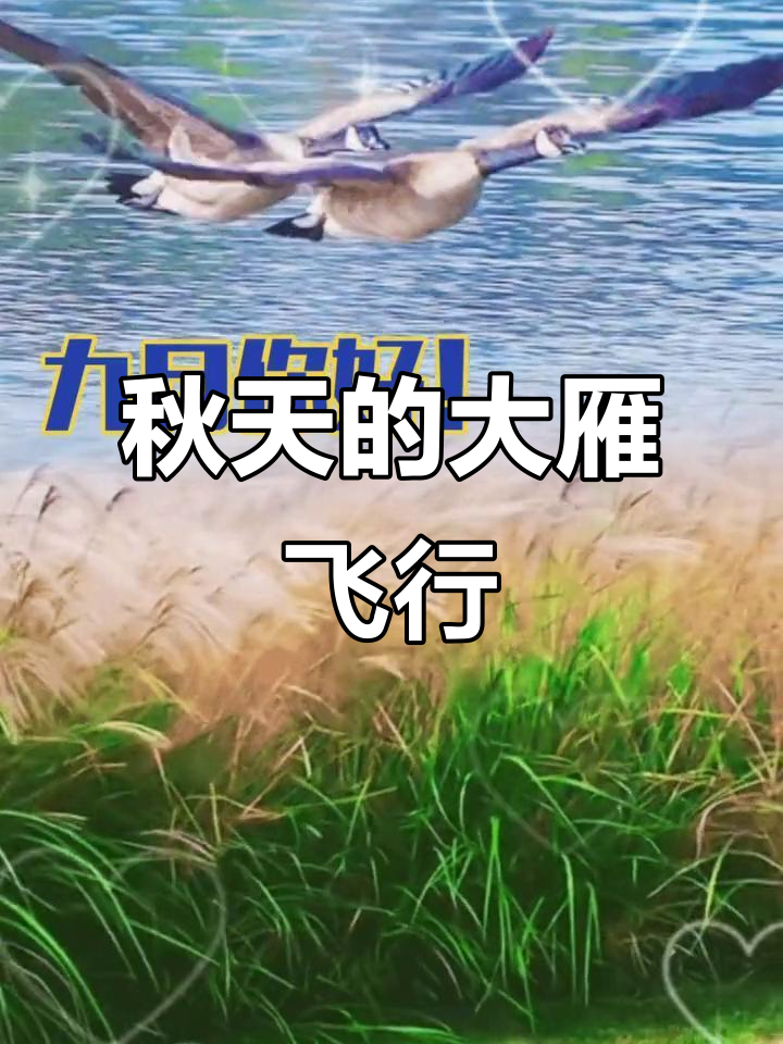 大雁为什么往南飞 大雁为什么往南飞