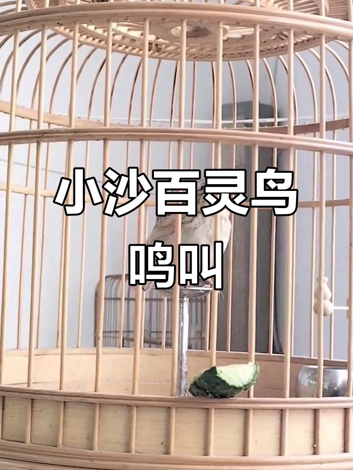 小沙百灵鸟叫声大揭秘,养鸟日常超有趣