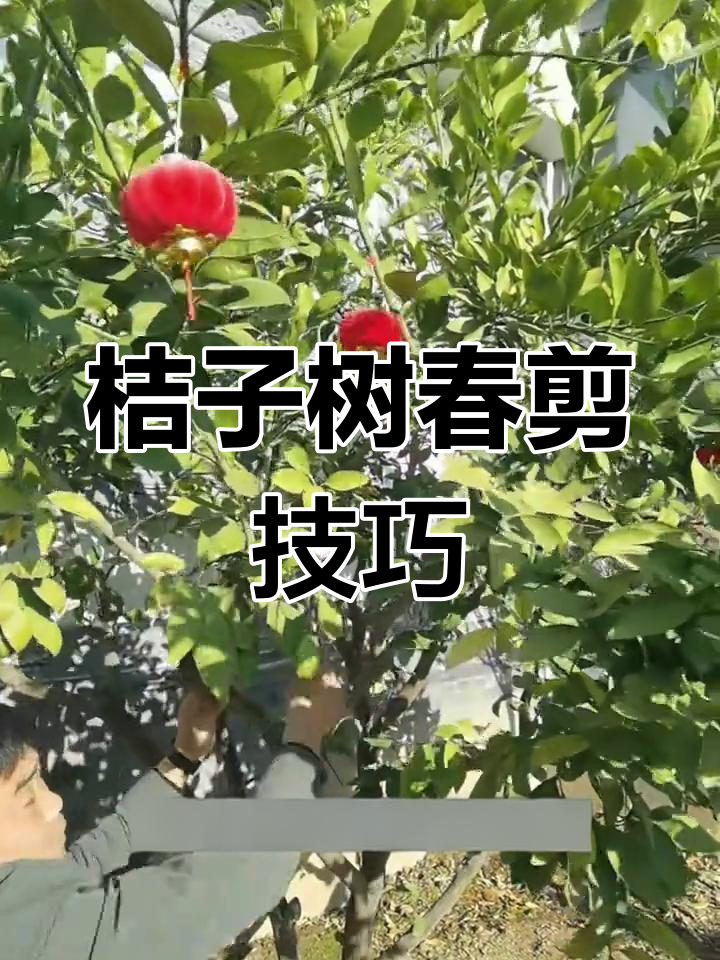 橘子树怎么修剪,橘子树怎么修剪枝条 橘子树怎么修剪,橘子树怎么修剪枝条