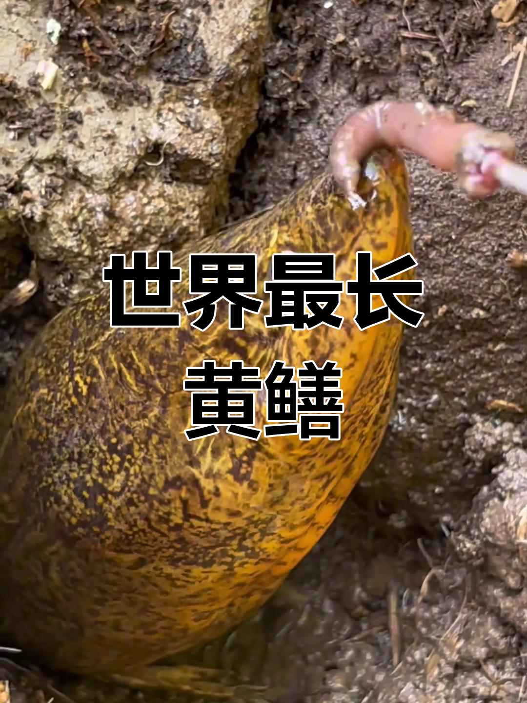 湖州市民捕获世界最大黄鳝,重达36斤!