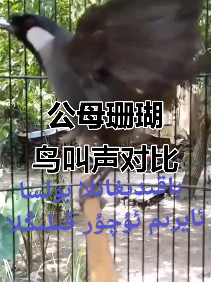 珊瑚鸟公母叫声大比拼,谁的声音更动听?