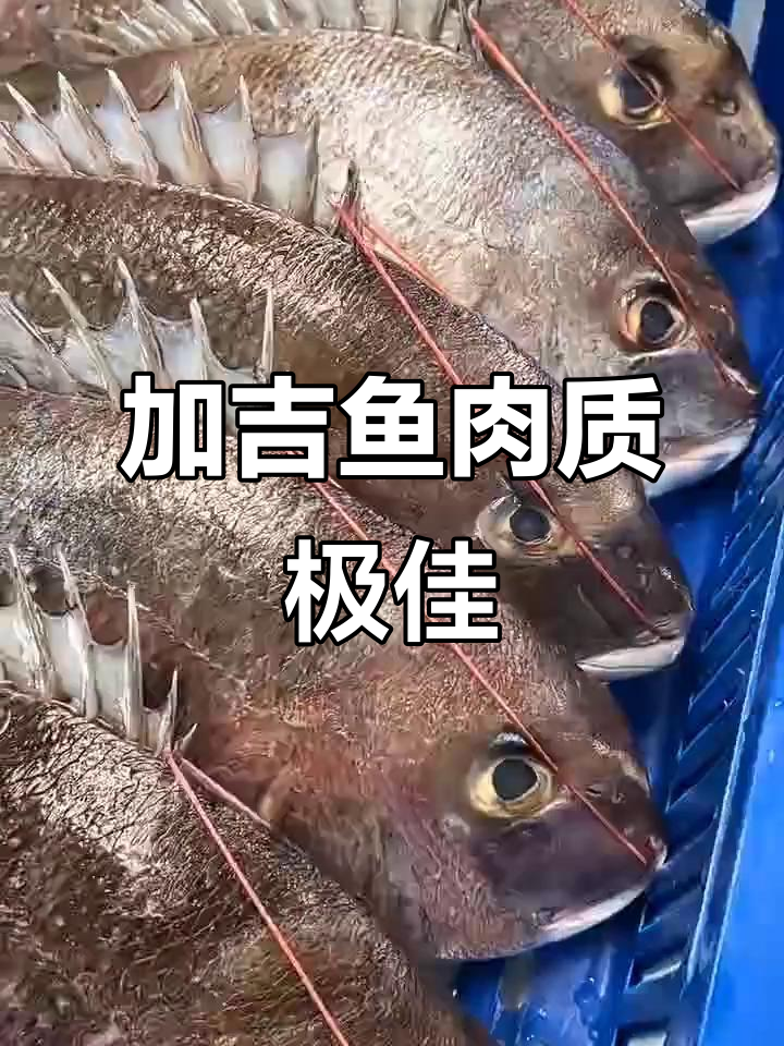 新鲜加吉鱼,肉质鲜嫩,送礼自留两相宜