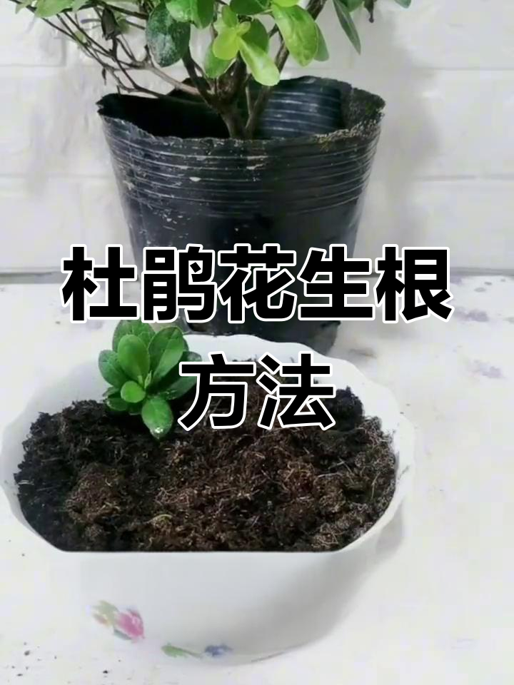 杜鹃花扦插快速生根技巧