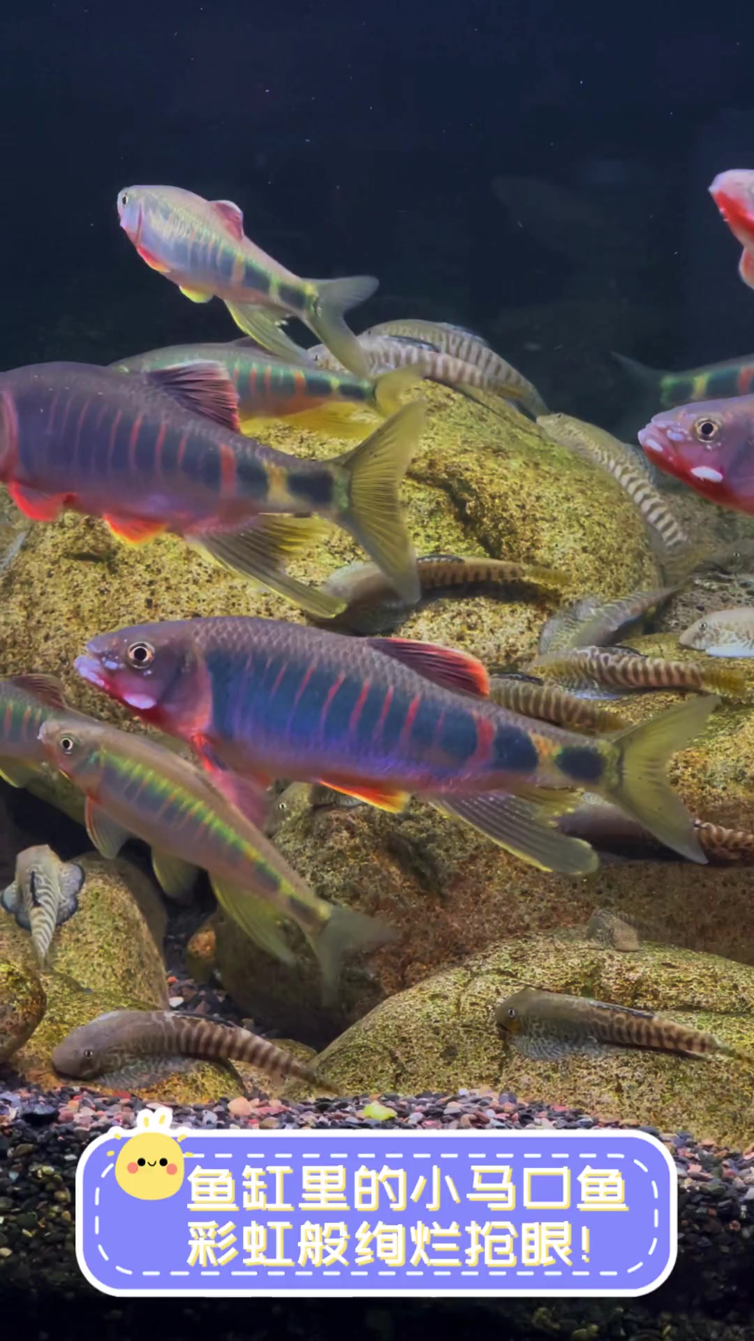 鱼缸里的小马口鱼,彩虹般绚烂抢眼!