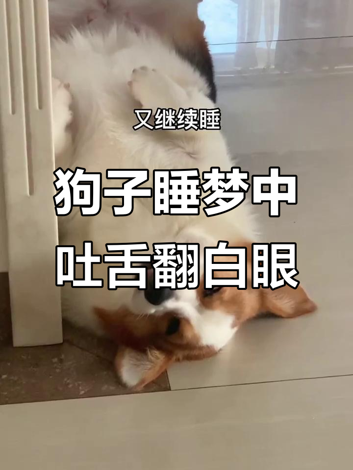 狗狗睡觉吐舌头翻白眼,萌态十足