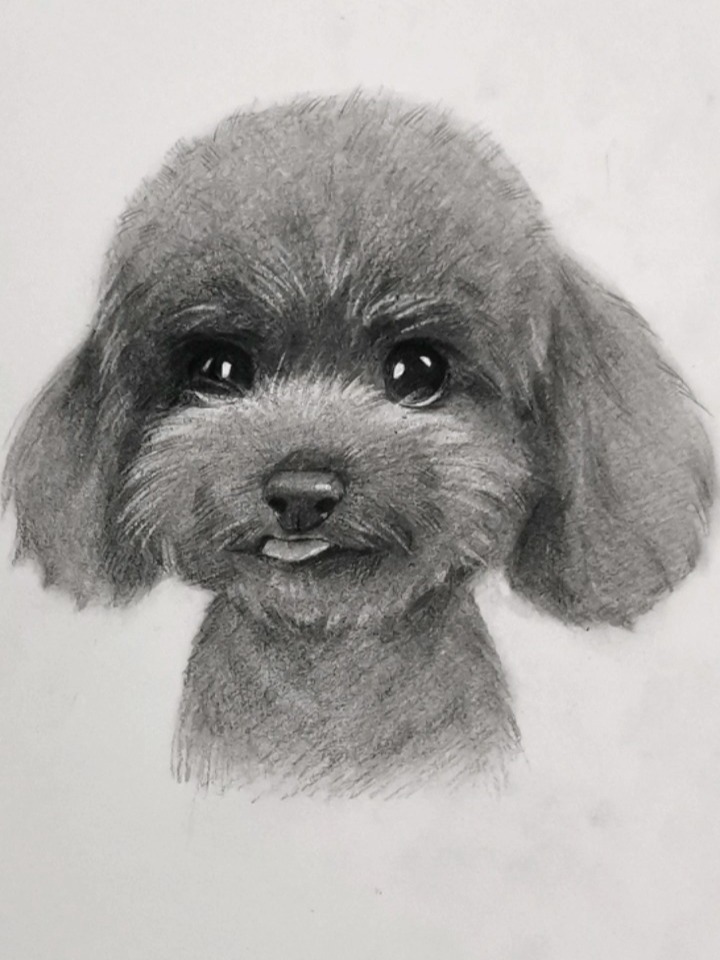 超详细素描泰迪画法