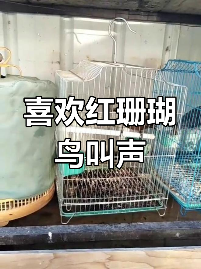 红珊瑚鸟的歌声让我着迷