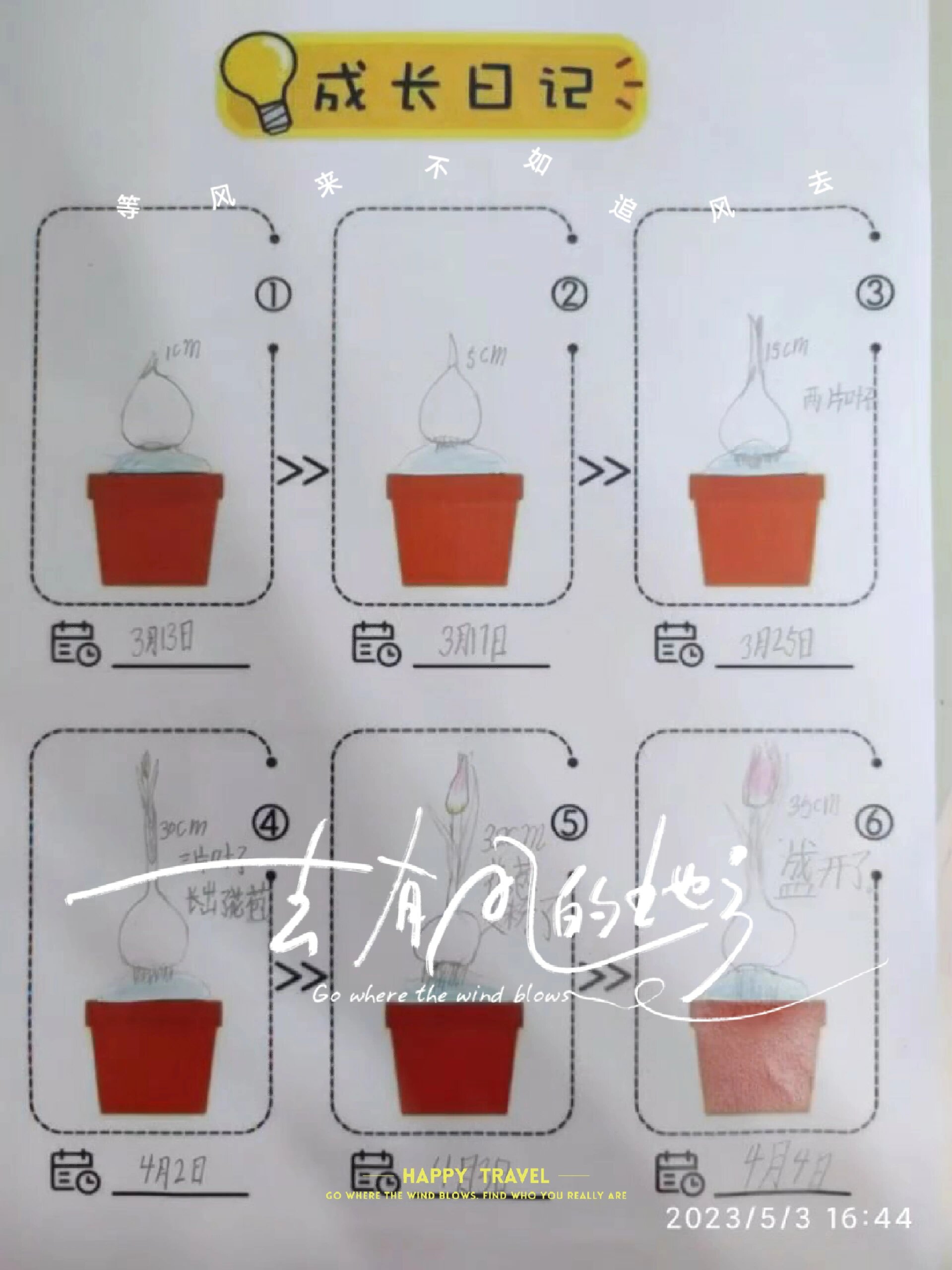 植物观察记录表(完结)水培郁金香