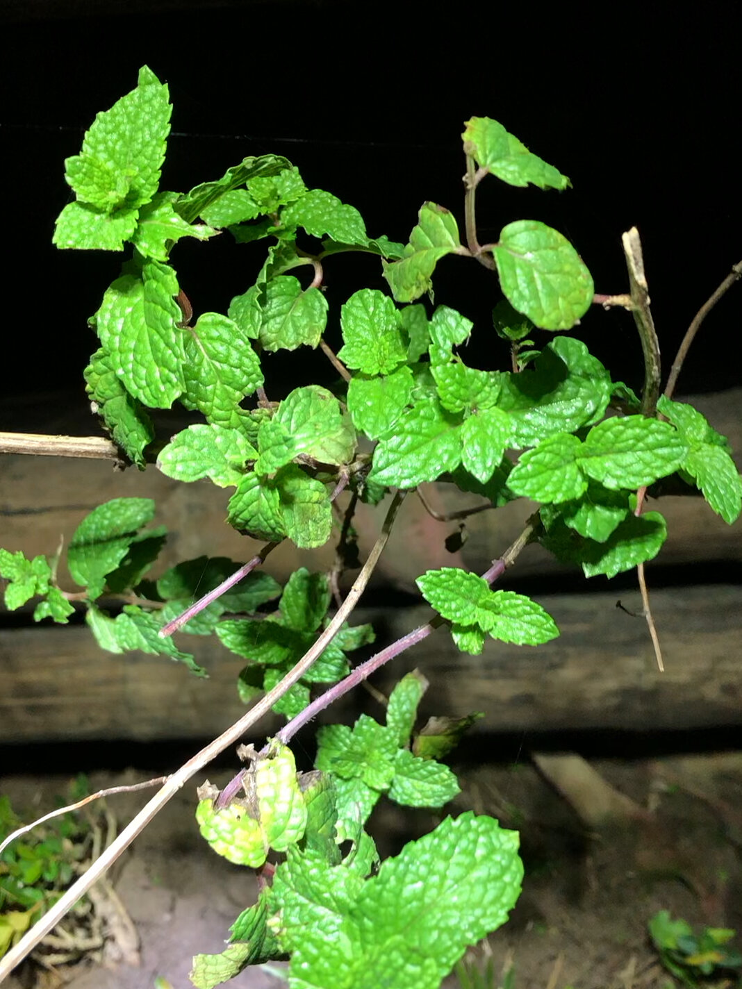 2年老桩薄荷～从梢头到根部一米多,泡茶