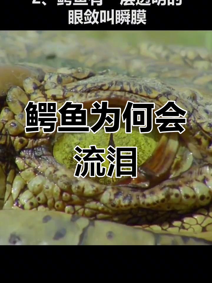 鳄鱼流泪的真相:是生理现象还是良心发现?
