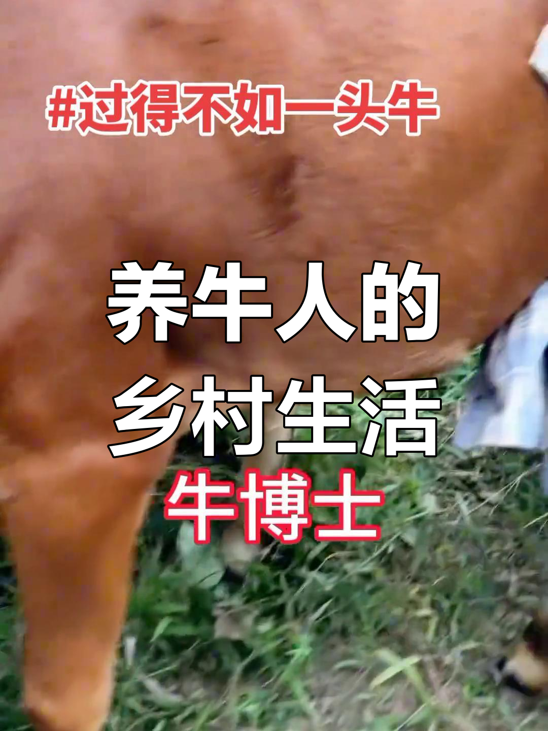 致富经奇人养牛(致富经养牛挣8000万) 致富经奇人养牛(致富经养牛挣8000万)
