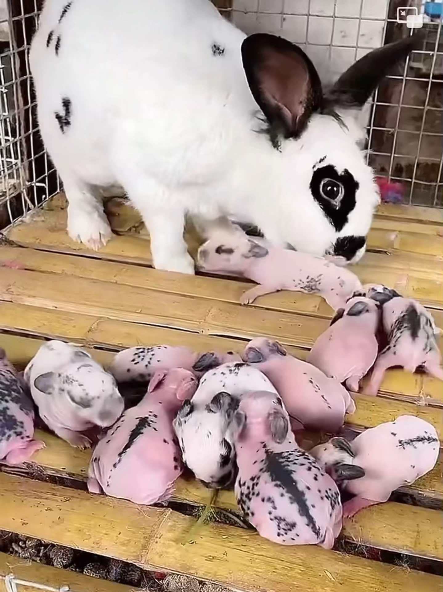 兔子 花巨兔 公羊兔 记录宠物的日常生活 花巨兔分为黑白花,黄白花