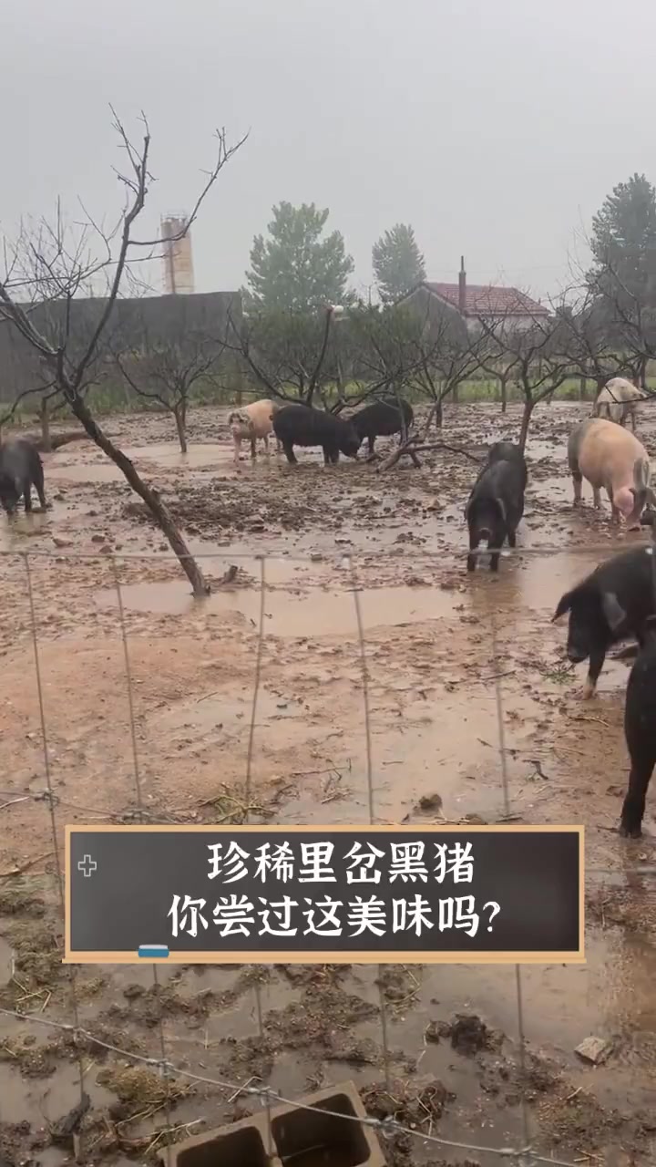 里岔黑猪肉图片