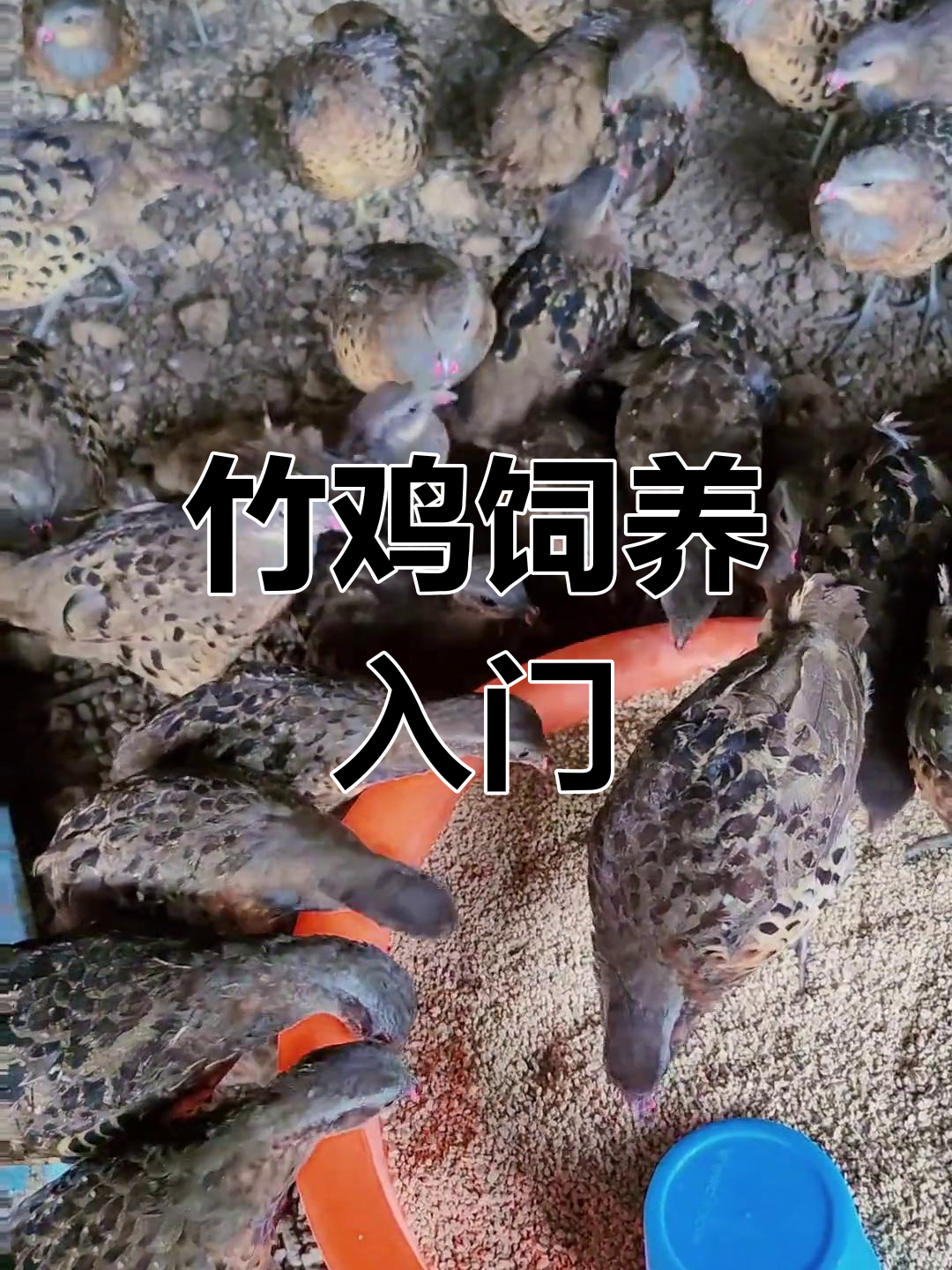 竹鸡养殖:观赏,繁殖与驯宠物,轻松了解灰胸竹鸡的魅力